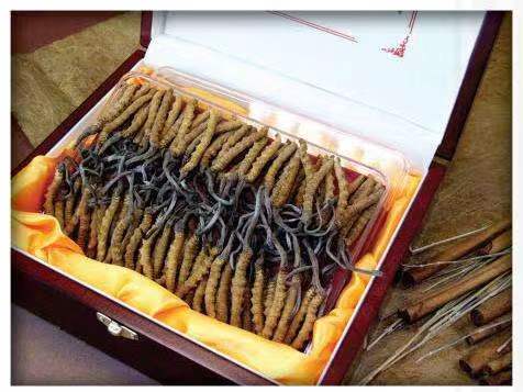 眉山冬虫夏草回收